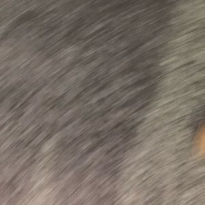 Meet your Posher, Freddy